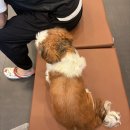 스카이PC | 천안24시스카이동물메디컬센터 폐종양 수술후, 정기적인 검사 진료 후기