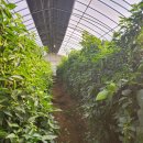 궁평농장 이미지