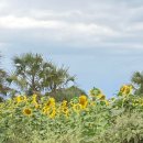 현수발전소 | 탄자니아&amp;두바이 여행(5) - 쳄카(쳄쳄온천)