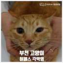 중동우리아이동물병원 | [부천 동물 병원] 중동 우리 아이 동물 병원 고양이 허페스 각막염 진료