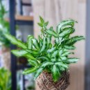 신흥 초등학교 병설유치원 이미지