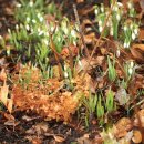 보타닉가든의 봄은 눈송이 같은 snowdrop(앵초)으로 시작을 한다. 이미지