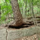 25 May 2024 속리산 여적암 묘봉 등산- Climbing Myobong Peak of Songnisan Mountain 이미지