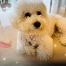 쏭쏭애견유치원 이미지