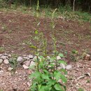 의령농장 이미지