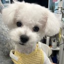 쉐이크테일 강아지 애견 유치원 호텔 미용 이미지