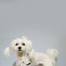 펫살롱 꽃단장 이미지