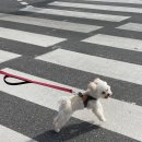 카페멍스 이미지