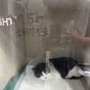 오랜만에 심바🐱🐈‍⬛❤️ 이미지