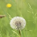 민들레 이미지