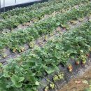 김영규농장 이미지