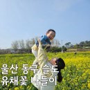 꽃향기바다소리 | [후기] 바다 위 노란 물결, 울산 슬도 유채꽃 나들이