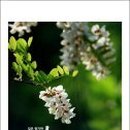 캘리그라피 이미지