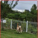 애견카페왕 이미지