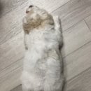 뽀시래기시절 해솔이 이미지