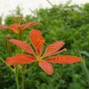 칠보중학교 이미지