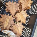 반월 초등학교 병설유치원 이미지