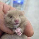 펫엔글라이더본점&로던트클럽 광주 이미지