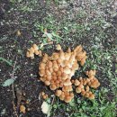 이일농장 이미지