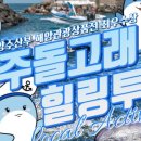 제주 돌고래 이미지