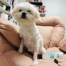 불독하우스 | 퓨어프렌즈 강아지 탈취제, 프렌치 불독 &amp; 말티즈 배변 냄새 걱정 끝! 직접 분사해도 안심이에요