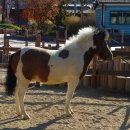 포니랜드 이미지