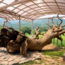 왕소나무길 이미지