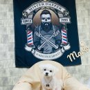 개털깎는집 이미지