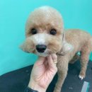 멍블리 펫살롱 이미지