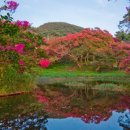 花有百日紅 / 선비들이 사랑한 배롱나무(목백일홍) 이미지