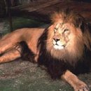 한사자농장 이미지