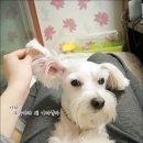 기린이모