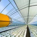 오토팜 | [오토팜] 케일 수확했습니다.