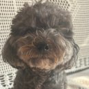 중앙애견미용 | [목동 애견미용 추천] 푸들, 말티푸 미용, 땡큐펫살롱 첫 방문 후기 (가격·상담·결과까지)