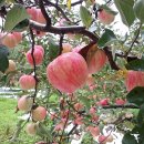 부석사 입구 이미지