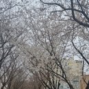 [대구/동구] 아양 기찻길 인근 2차 장소｜치킨·피자 함께 즐기기 좋은 ‘굽네치킨 대구 아양교점’