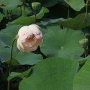 연꽃이야기 이미지