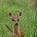 울산광역시 야생동물구조관리센터 이미지
