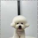 오쿠숑 | 내곡동애견미용 사랑스러움 가득, 오쿠숑 애견미용 후기