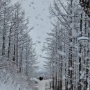 순정목장 이미지