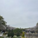 일본 오사카여행_벚꽃이 만발했던 오사카성 후기