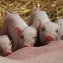 하얀돼지 - 포항시 남구 대이로143번길 12-5 | 하얀돼지