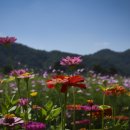 백일홍 - 안산시 단원구 부흥로 235 | 백일홍