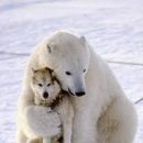 강아지PC 이미지