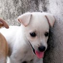 웰니스동물병원 이미지