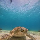 비치힐(Beach - Hill) | 레스토랑(아고타타),노스젠빌라선셋(돈아까움),알로나비치힐 리조트 솔직후기,졸리비,보홀 공항세900페소