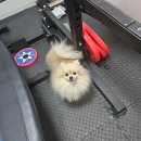 프롬 클라우드 | 망원 애견 미용실 대박이 미용후기 &#39;프롬클라우드&#39;