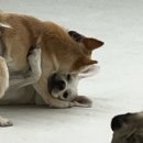 대견하개 이미지