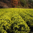 고운선율피아노 이미지