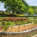 안양천 다목적광장 이미지